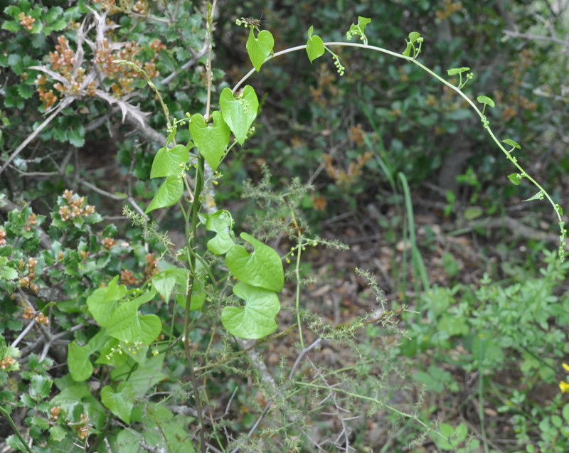 Image of Tamus communis specimen.