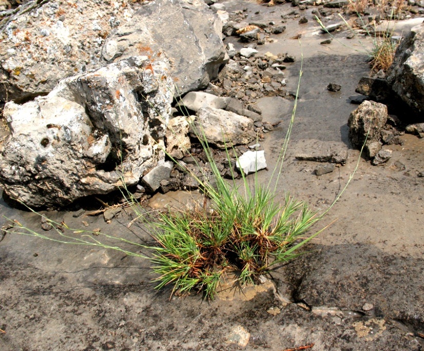 Image of Acantholimon majewianum specimen.