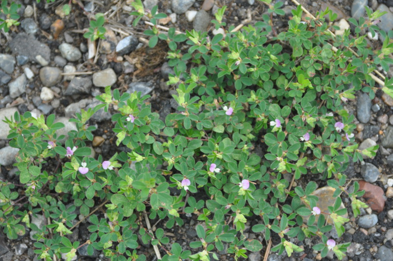 Изображение особи Kummerowia stipulacea.