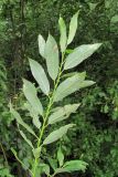 Salix dasyclados Wimm. × Salix myrsinifolia