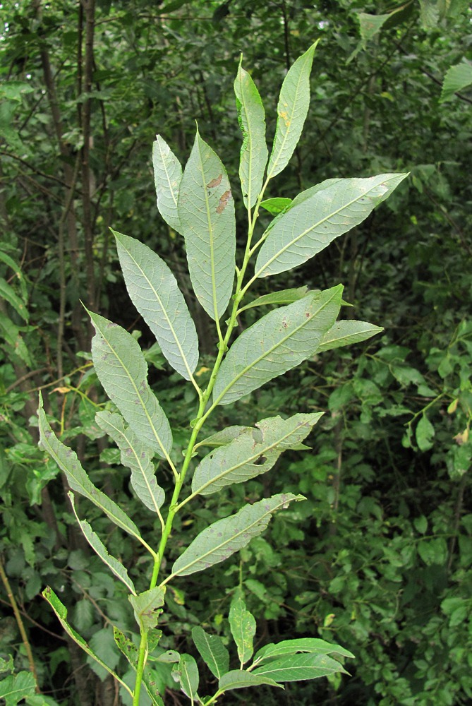 Image of genus Salix specimen.