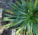 Eryngium monocephalum