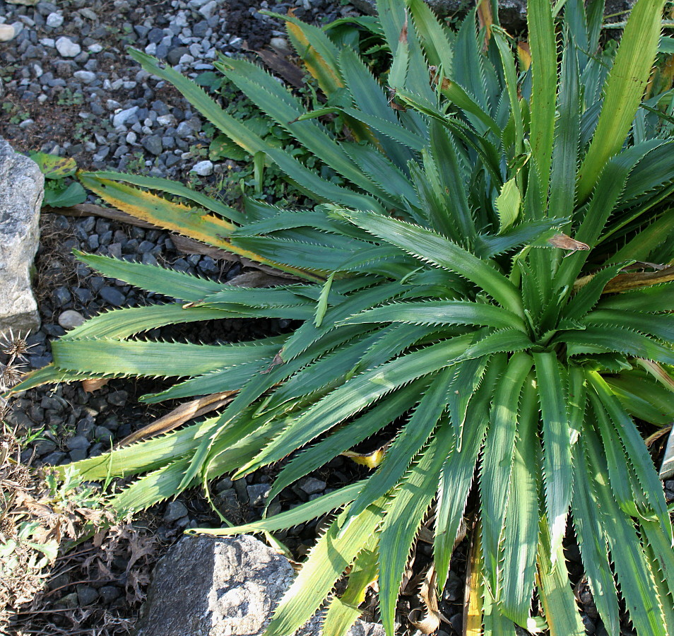 Image of Eryngium monocephalum specimen.