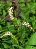 Persicaria lapathifolia