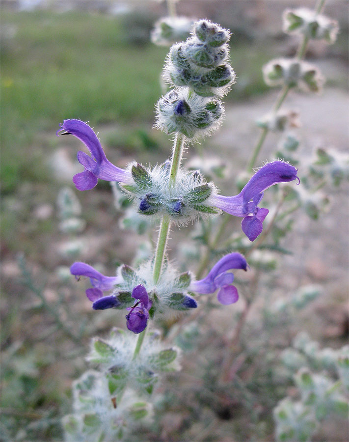 Image of Salvia lanigera specimen.