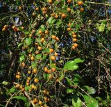 Duranta erecta