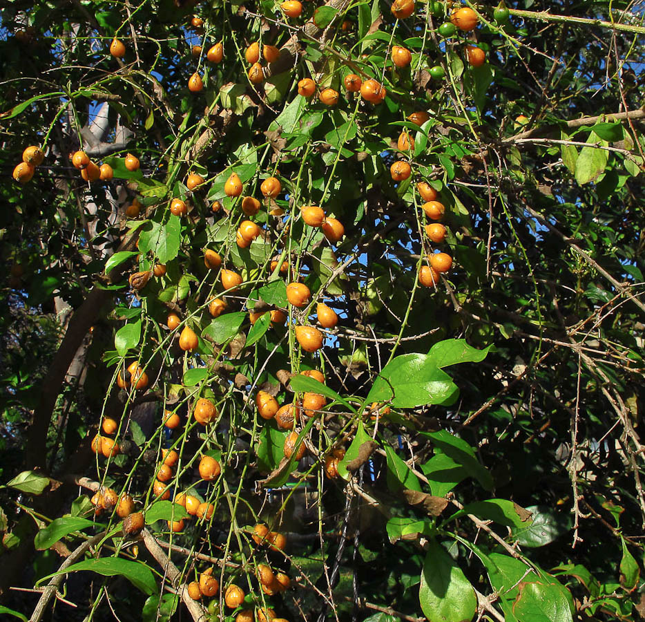 Image of Duranta erecta specimen.
