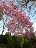 Tabebuia impetiginosa