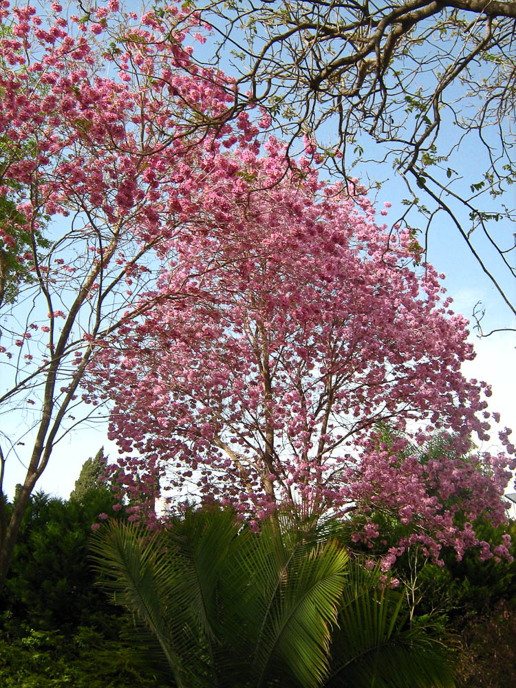 Image of Tabebuia impetiginosa specimen.