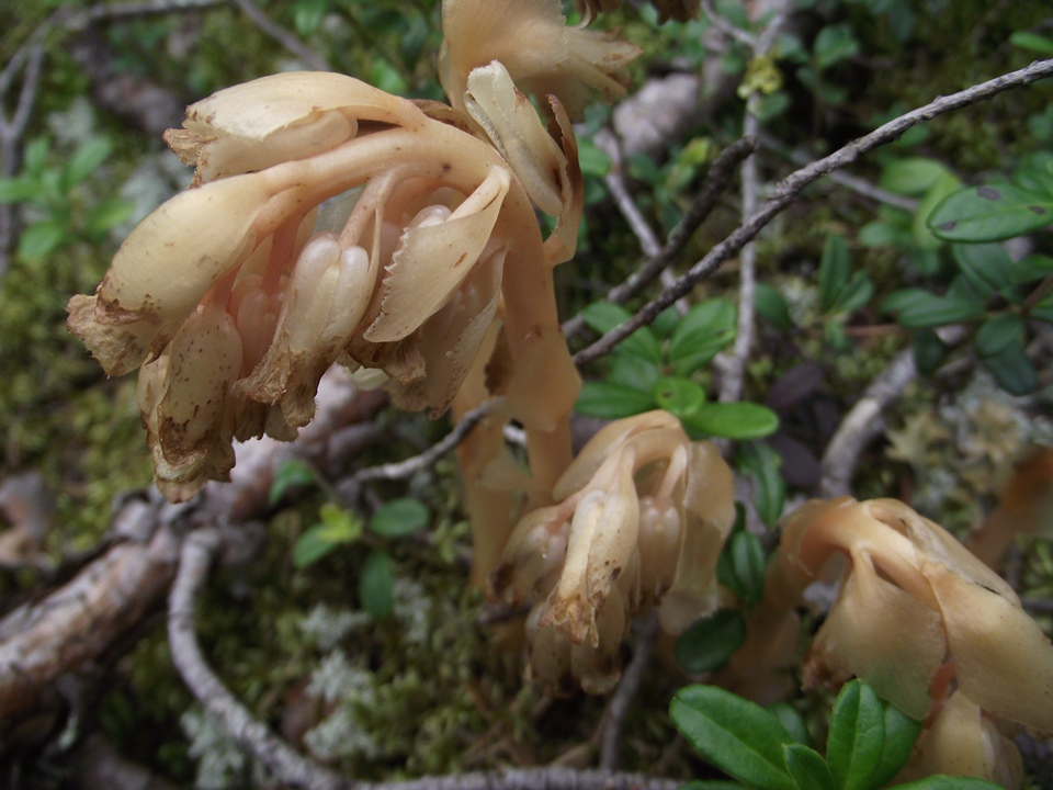 Image of Hypopitys monotropa specimen.