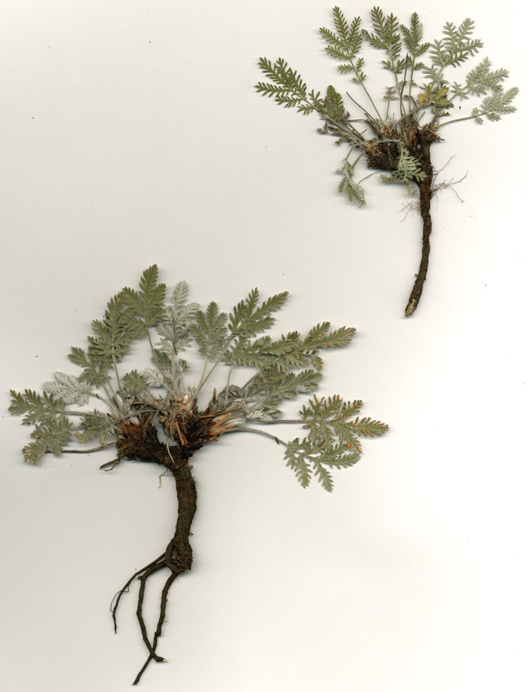 Image of Potentilla sericea specimen.