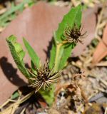 Hedypnois rhagadioloides. Плодоносящее растение. Израиль, Шарон, г. Герцлия, рудеральное местообитание. 10.04.2013.