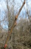 Salix cinerea