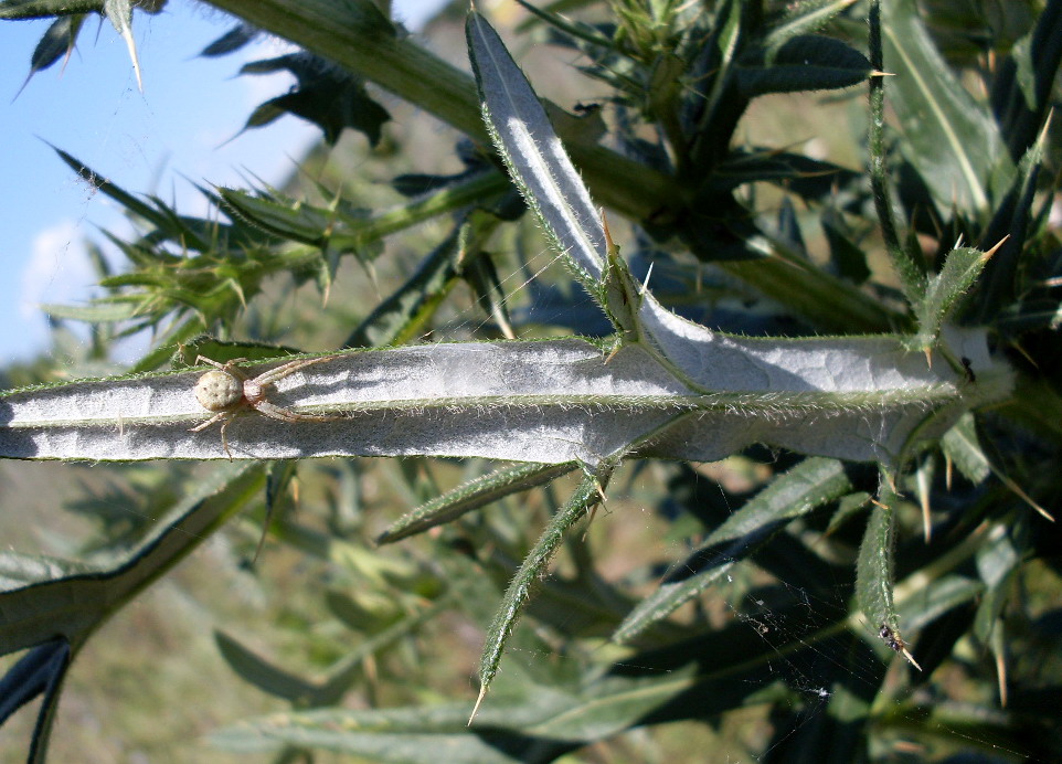 Изображение особи Cirsium serrulatum.