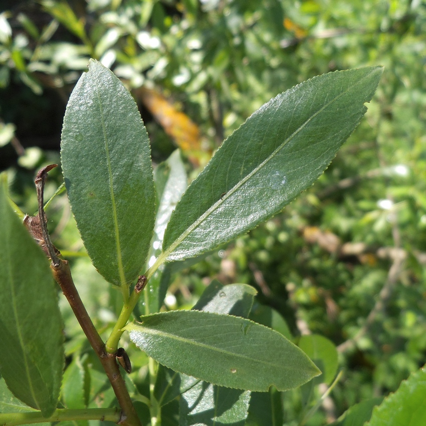 Image of Salix &times; meyeriana specimen.