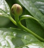 Calycanthus chinensis