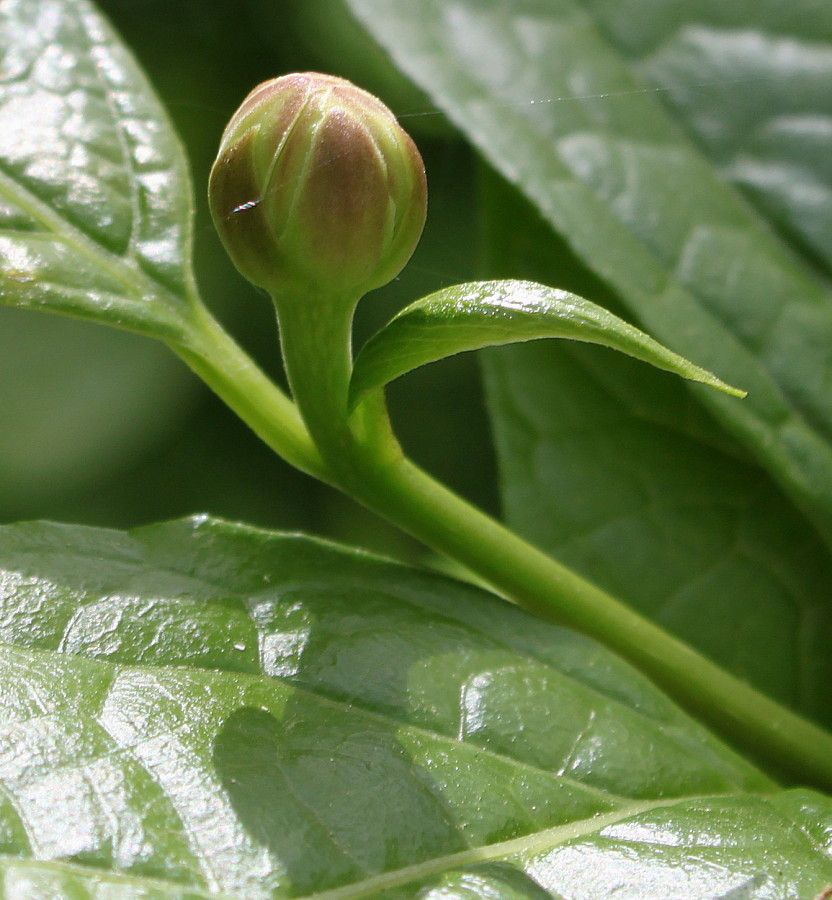 Изображение особи Calycanthus chinensis.