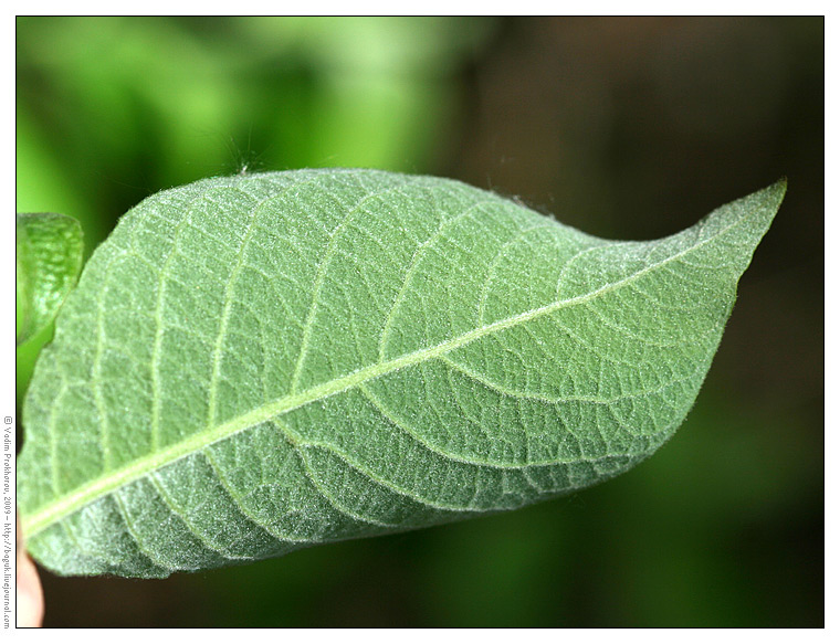Image of Salix caprea specimen.