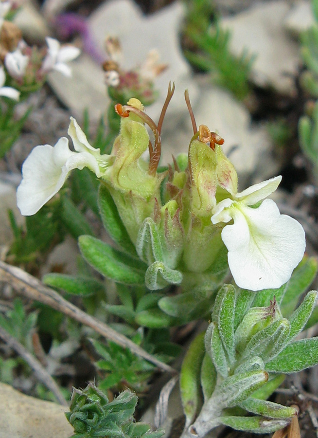 Изображение особи Teucrium jailae.