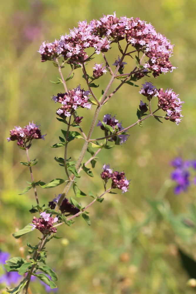 Изображение особи Origanum vulgare.