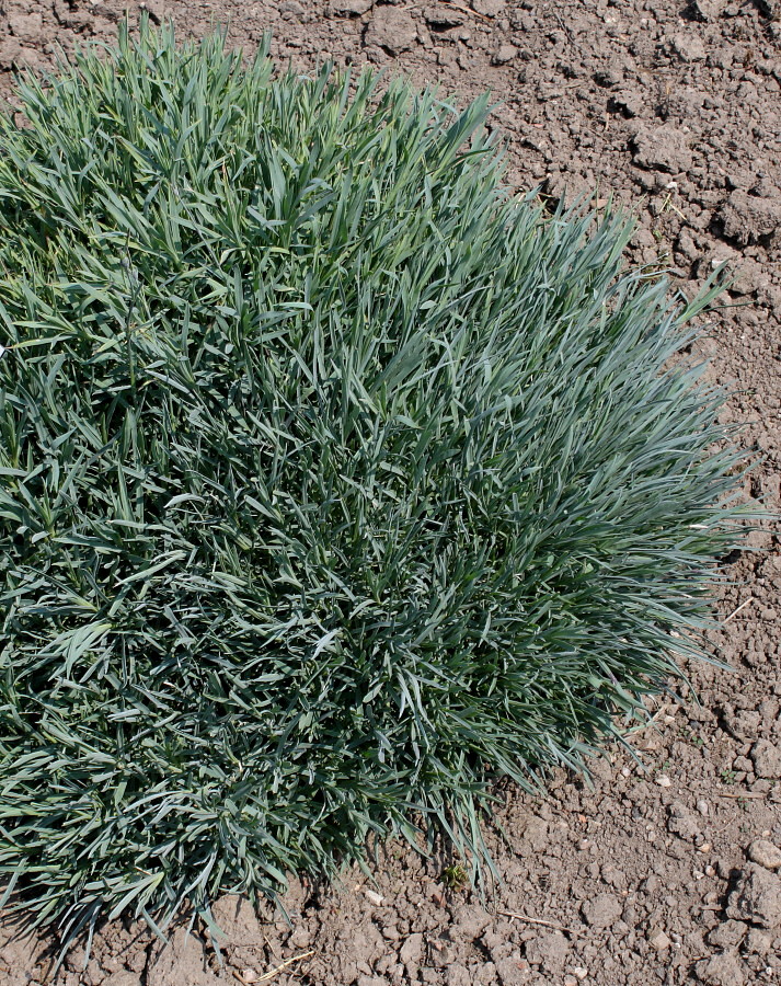 Image of Dianthus gratianopolitanus specimen.