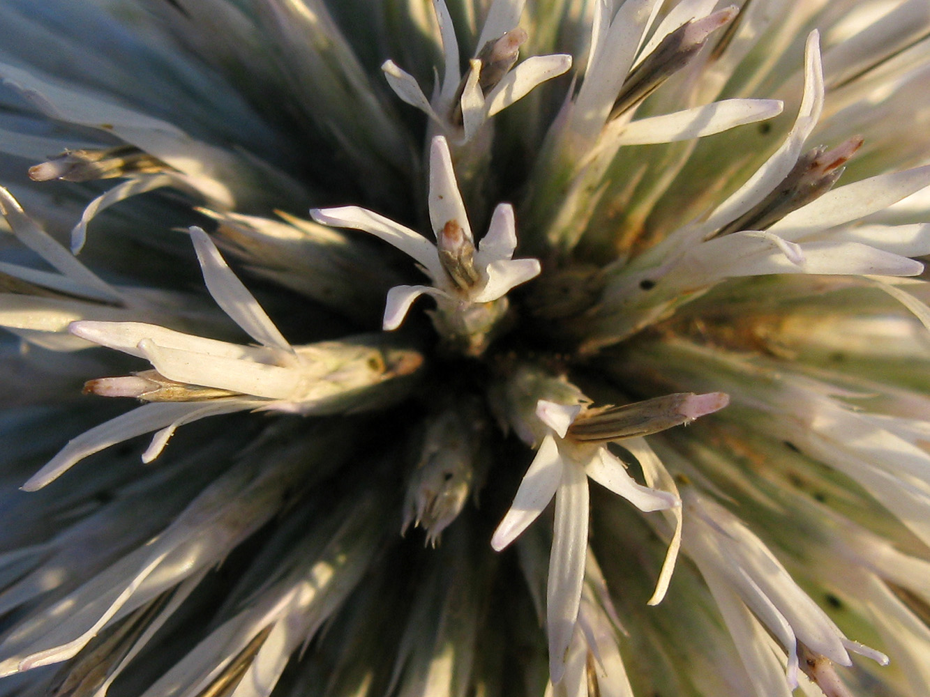 Image of Echinops sphaerocephalus specimen.