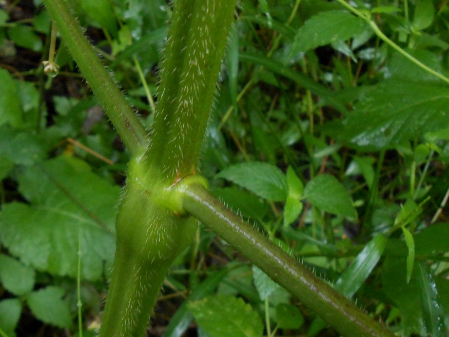 Изображение особи Galeopsis bifida.