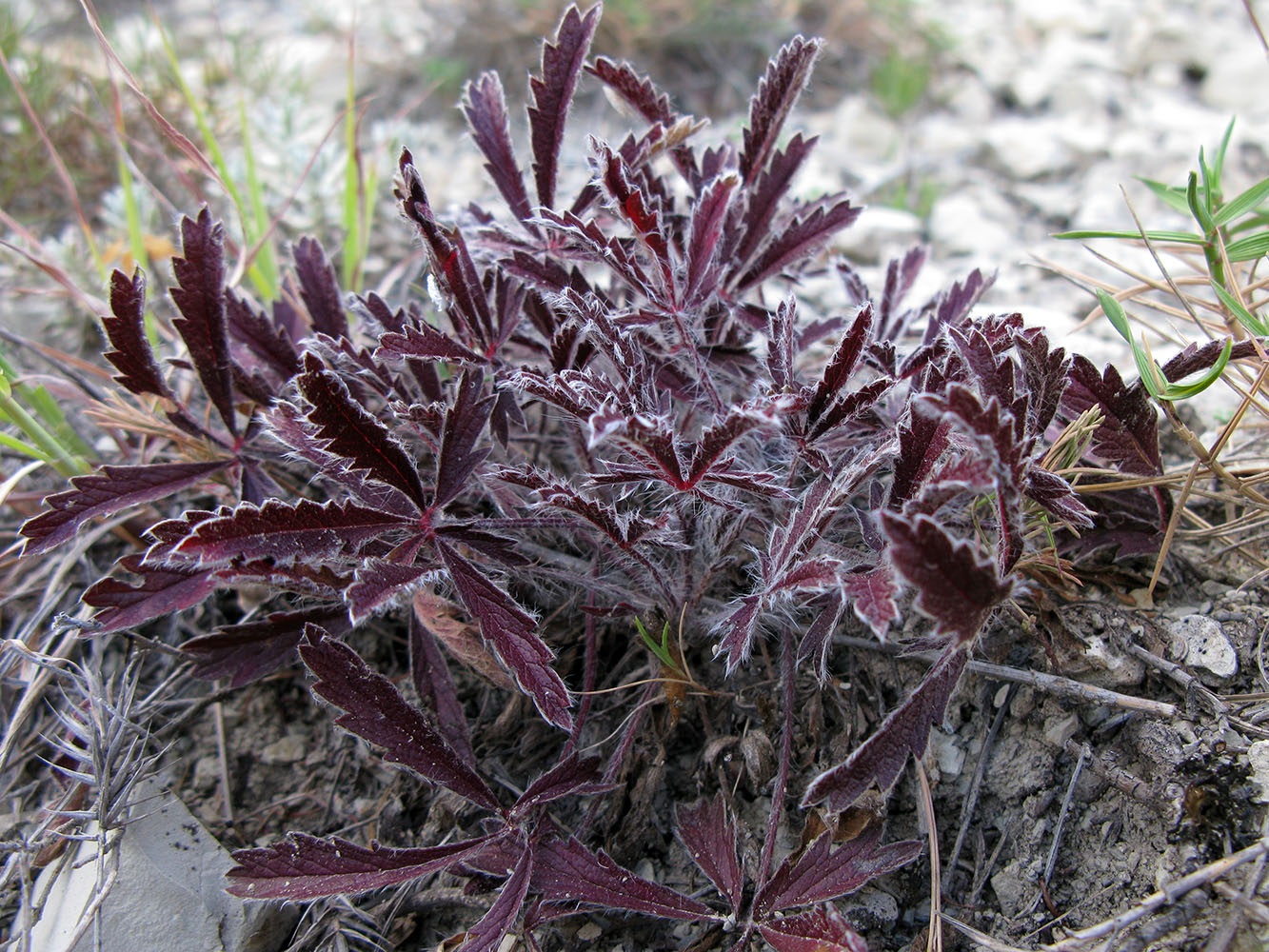 Image of genus Potentilla specimen.