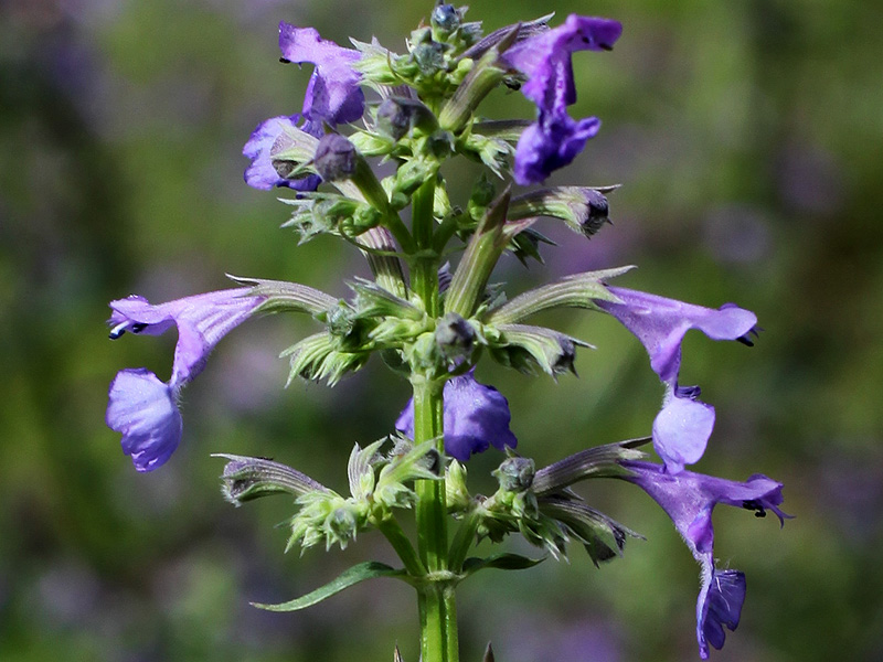 Image of Nepeta grandiflora specimen.