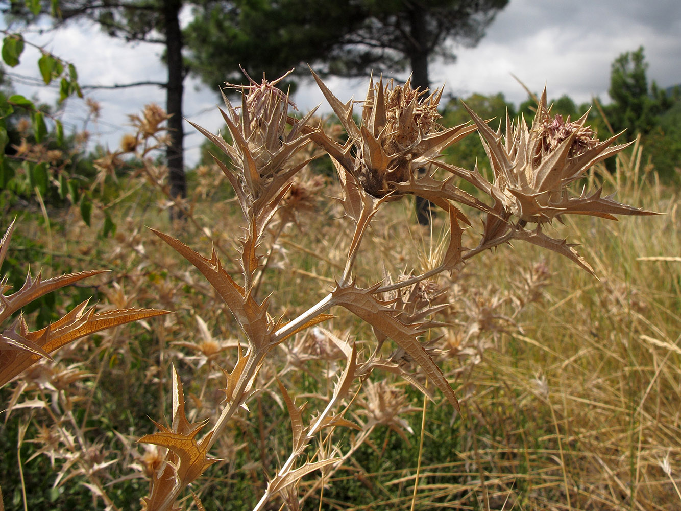 Image of Carthamus glaucus specimen.
