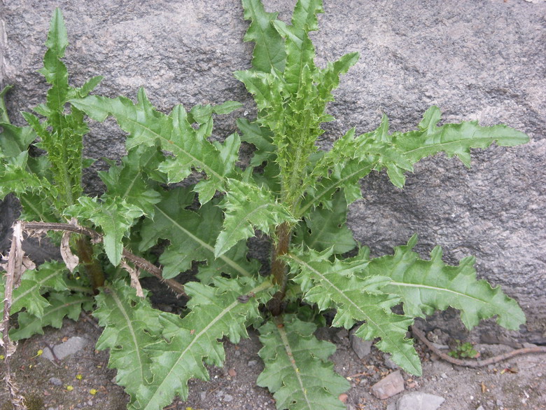 Image of Cirsium arvense specimen.