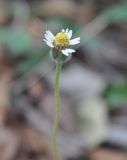 Tridax procumbens. Соцветие. Таиланд, пров. Сураттхани, о-в Пханган. 22.06.2013.