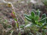 Helianthemum ovatum. Верхушка расцветающего растения. Краснодарский край, г. Новороссийск, мыс Шесхарис, прибрежный склон Маркотхского хребта. 08.09.2013.