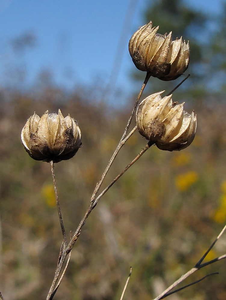 Изображение особи Linum squamulosum.