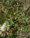 Astrantia trifida