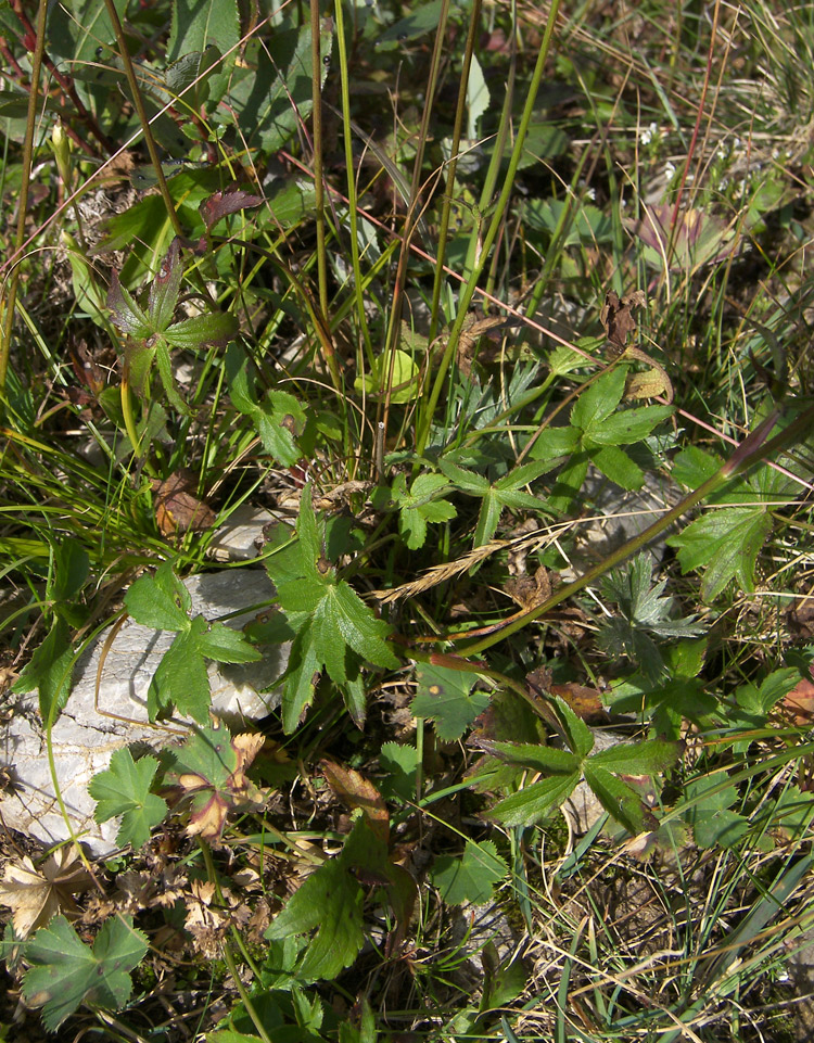 Image of Astrantia trifida specimen.
