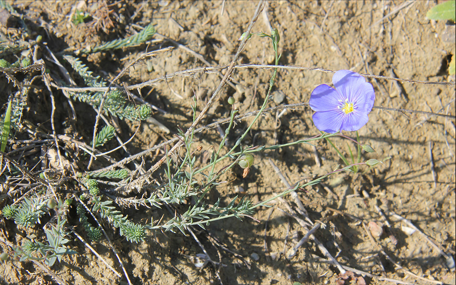 Изображение особи Linum squamulosum.