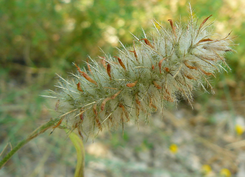 Image of Trifolium angustifolium specimen.