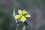 Image of taxon representative. Author is Антон Попович