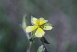 Helianthemum salicifolium