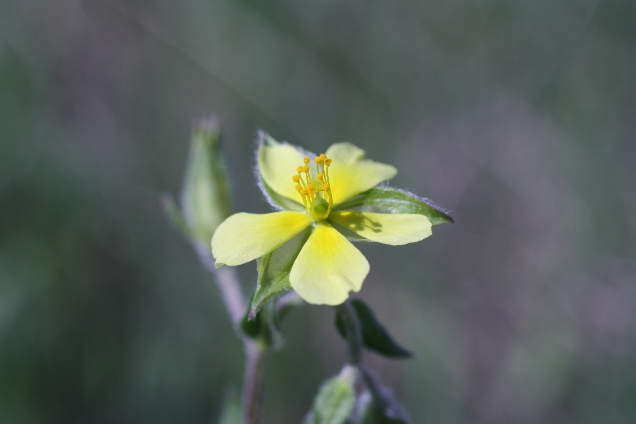 Image of Helianthemum salicifolium specimen.