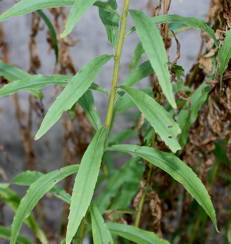 Image of Solidago canadensis specimen.