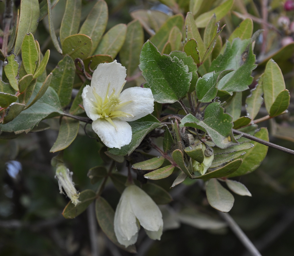Image of Clematis cirrhosa specimen.