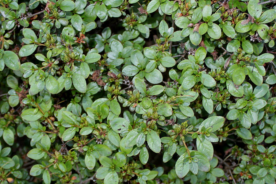 Image of genus Rhododendron specimen.