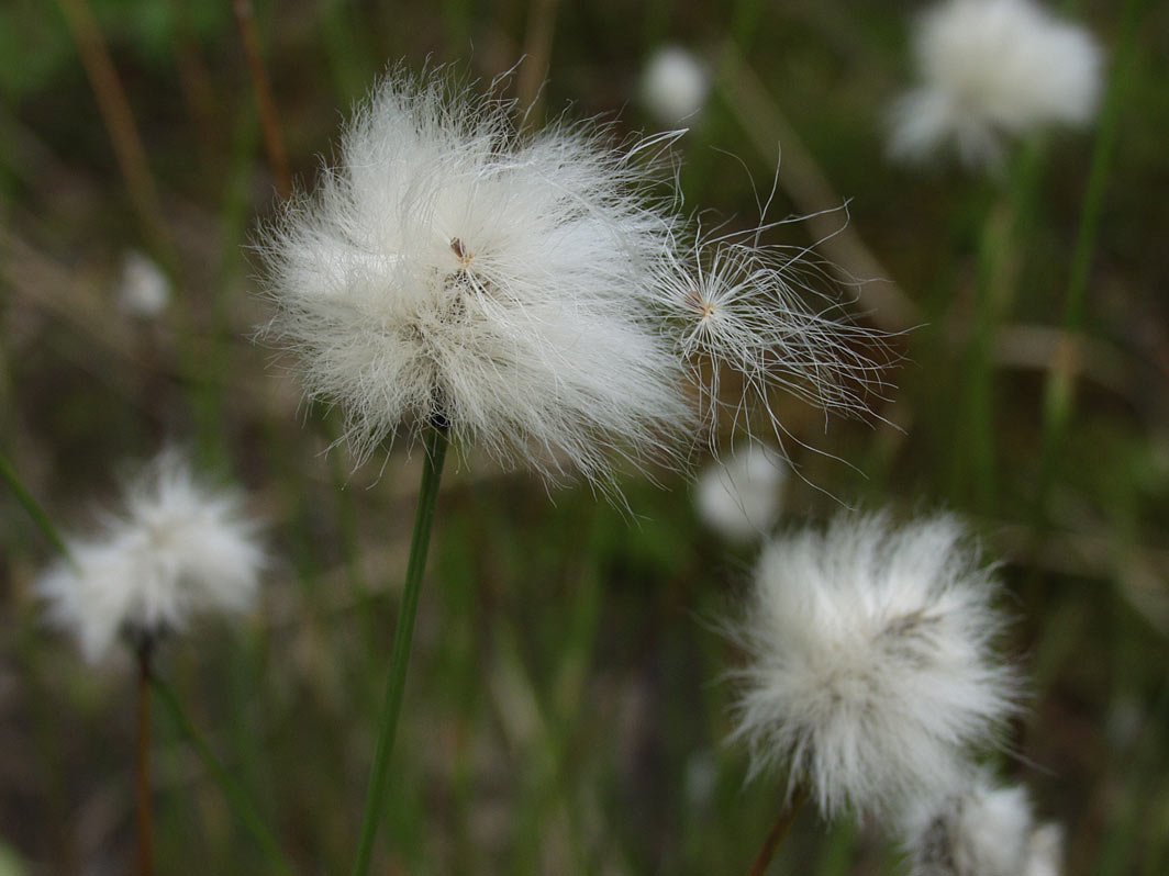 Image of Eriophorum vaginatum specimen.