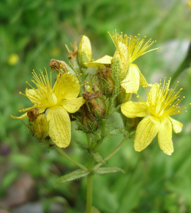 Image of Hypericum bithynicum specimen.