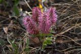 genus Salix