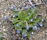 Myosotis litoralis