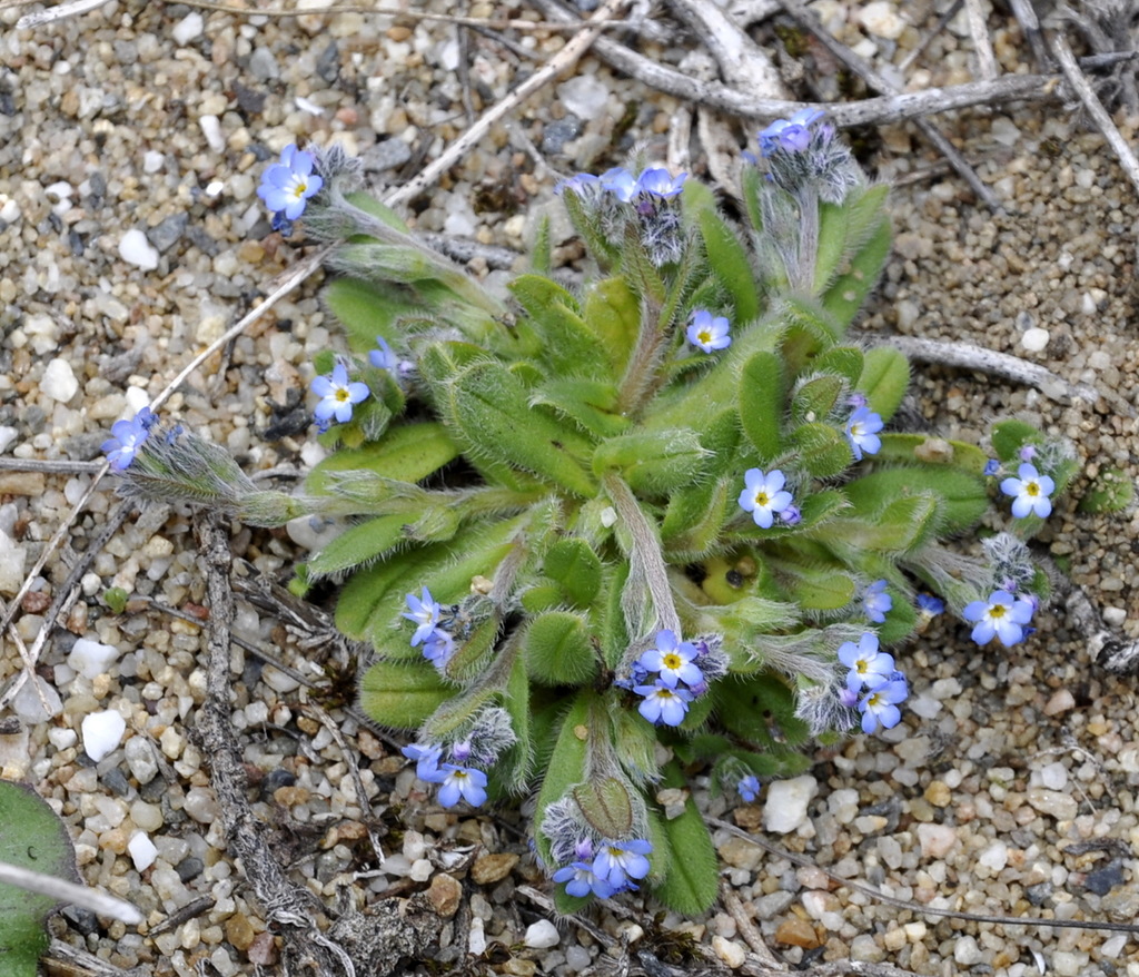 Image of Myosotis litoralis specimen.