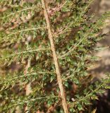 Polystichum proliferum. Средняя часть вайи. Германия, г. Дюссельдорф, Ботанический сад университета. 02.03.2014.